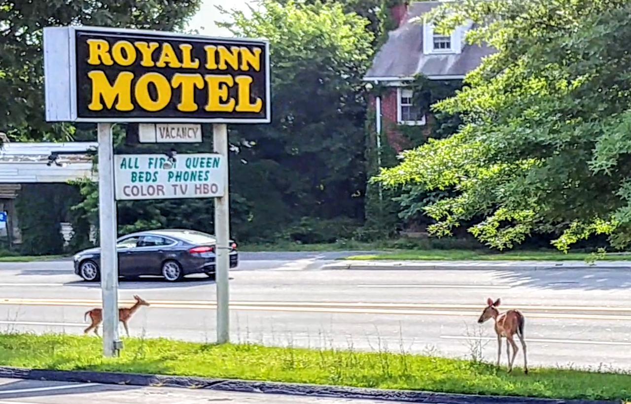 Royal Inn Motel Фронт-Ройал Екстер'єр фото